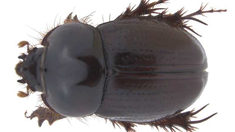 Se descubre nueva especie de escarabajo para Colombia