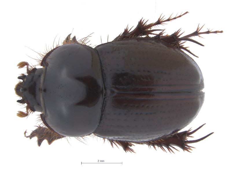 Se descubre nueva especie de escarabajo para Colombia