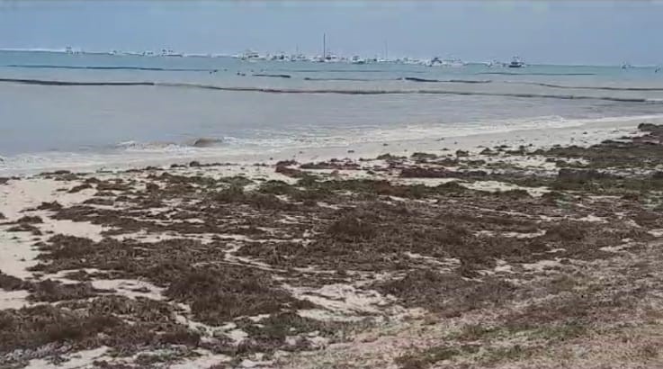 Los «sargazos» visitantes indeseables en las playas de Punta Cana