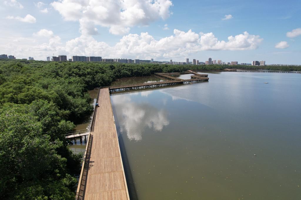 Sendero manglar del Ecoparque Ciénaga de Mallorquín habilitado al público. Amplio panorama del ecosistema recuperado en Barranquilla