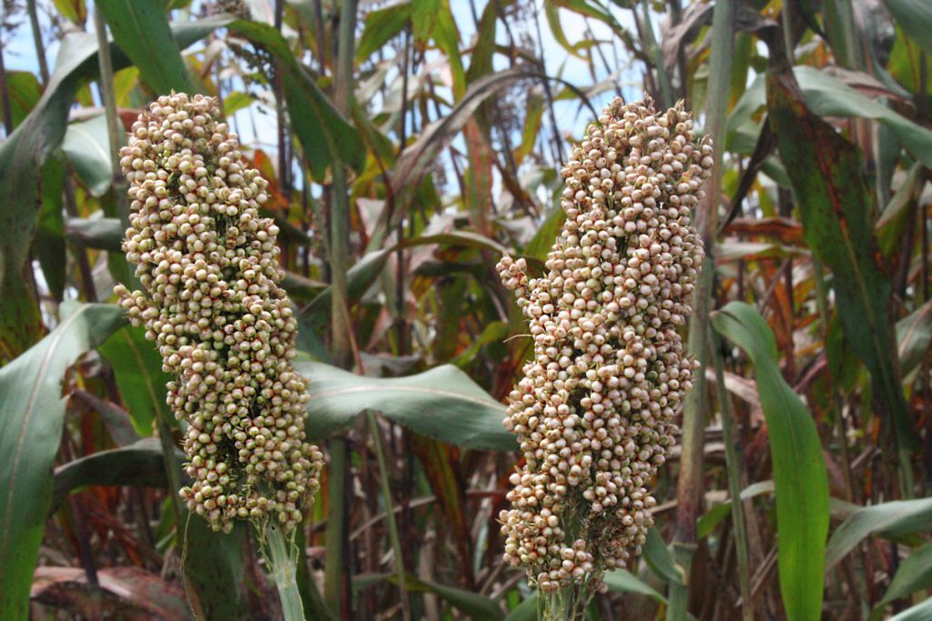 Productores de semillas reportan pérdidas billonarias por la ilegalidad. Semillas Sorgo