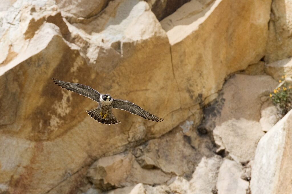 ¿Cuáles son los animales más veloces del mundo Foto: El Halcón peregrino en pleno vuelo, captado por Kevin Cole en Morro Rock in Morro Bay California (fuente: Wikipedia).