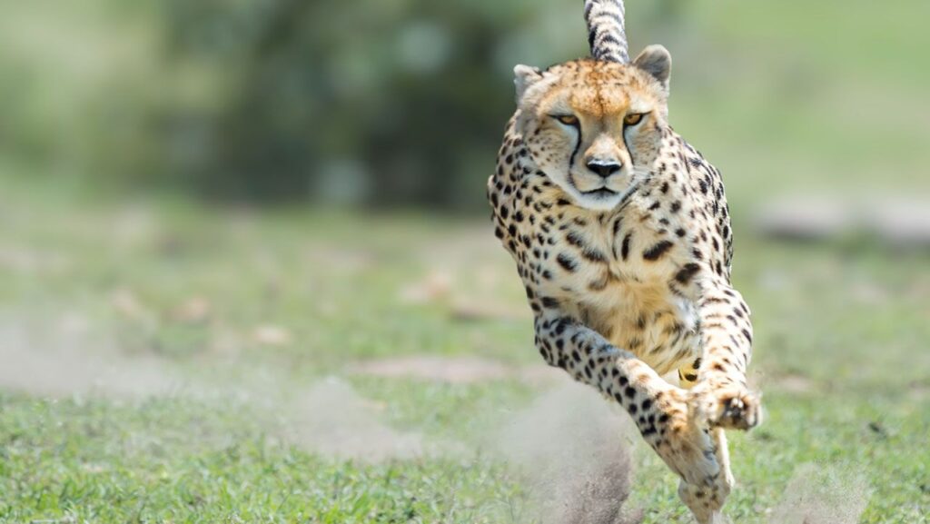 ¿Cuáles son los animales más veloces del mundo?. El guepardo es el más veloz de la tierra. Fuente: Hogarmanía