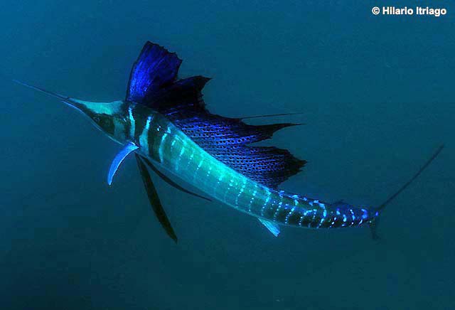 ¿Cuáles son los animales más veloces del mundo?. El pez vela es el más veloz en el agua. Foto: Hilario Itriago. Fuente: Shorefishes
