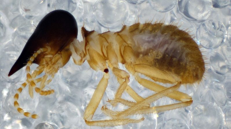 La vida oculta del comején en los ecosistemas del Caribe