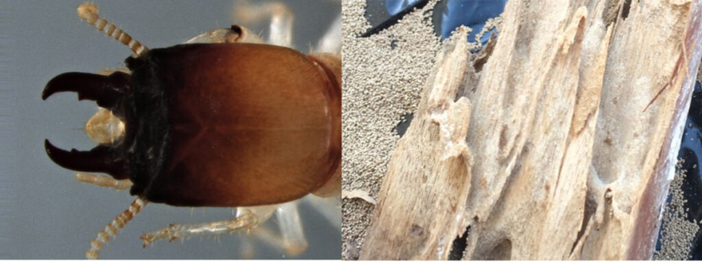 La vida oculta del comején y su impacto en los ecosistemas del Caribe. Cryptotermes dudleyi: especie conocida por su capacidad para infiltrarse y dañar internamente estructuras de madera, como ventanas, sillas, marcos de puerta y closets, dejando a menudo sólo una fina capa externa intacta lo que hace que el daño sea difícil de detectar a simple vista.