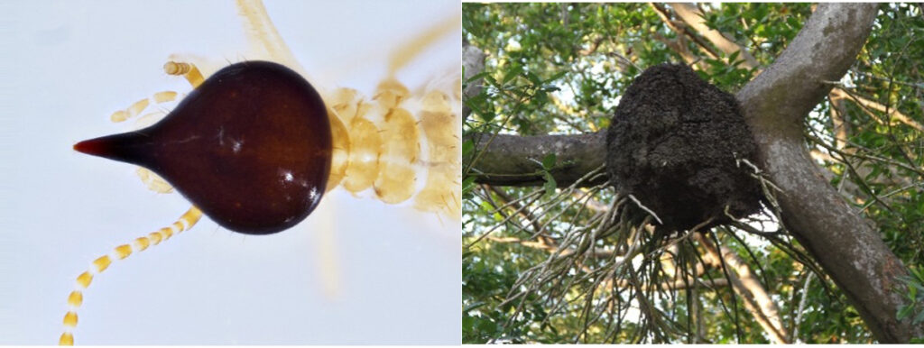 La vida oculta del comején y su impacto en los ecosistemas del Caribe. Nasutitermes dasylopsis: construyen nidos ovalados y esféricos sobre árboles, en el que viven algunas aves. Soy muy comunes en árboles de mango, caucho, almendra y notablemente en áreas de manglar.