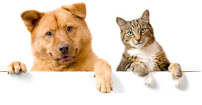 Todo sobre la salida de perros y gatos desde Colombia. Cumplir con los trámites exigidos tanto por Colombia, como con los del país de destino, aseguran una buena experiencia al viajar con las mascotas.