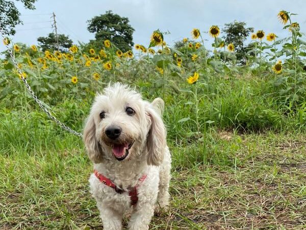 Todo sobre la salida de perros y gatos desde Colombia