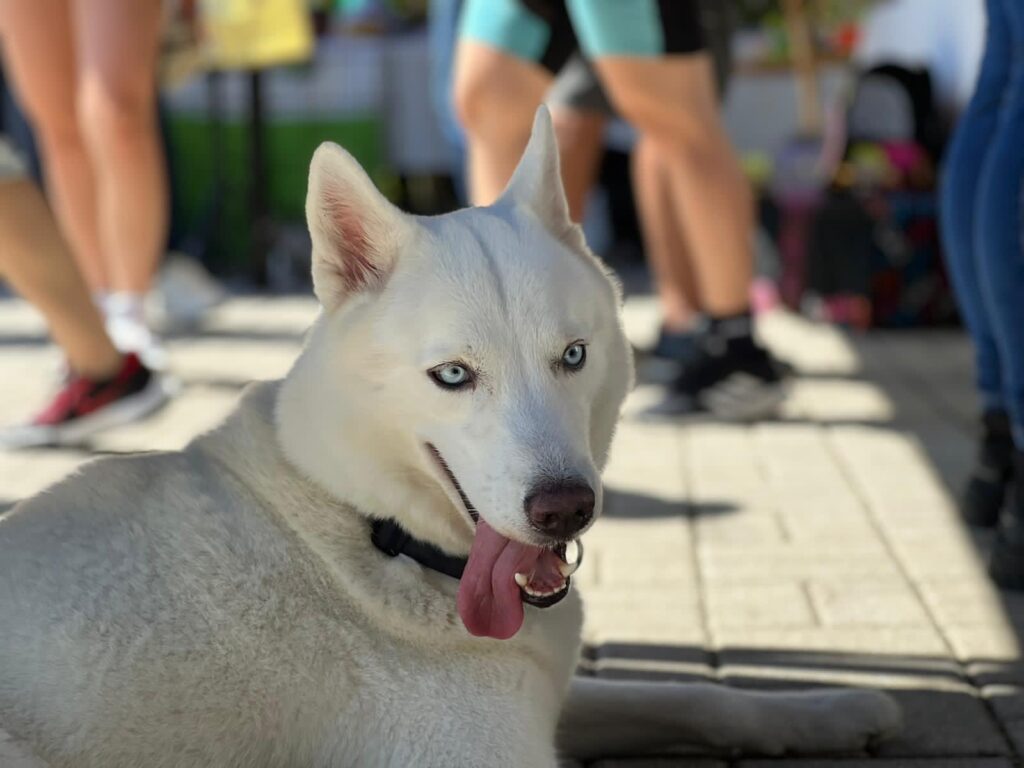 Jornada distrital de bienestar y adopción animal