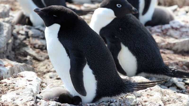 Las Islas Peligro de la Antártica declaradas zona protegida