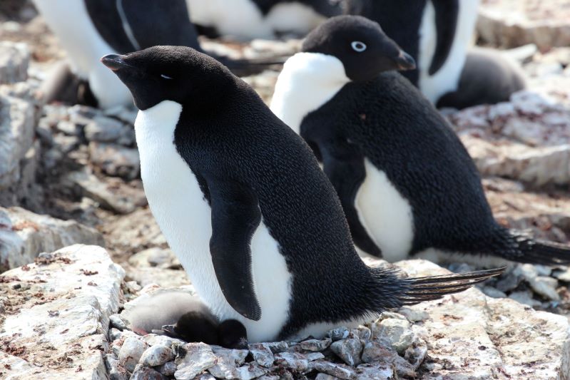 Las Islas Peligro de la Antártica declaradas zona protegida