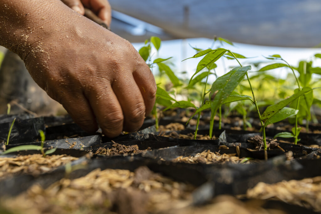 La deforestación en Colombia se redujo en un 36%. Restauración de la Amazonía colombiana. Foto: PNUD Colombia