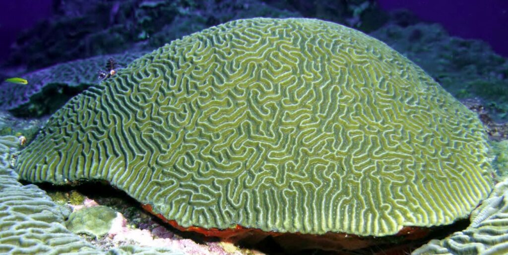 Atlántico-Colombia: Confirmada la presencia de ecosistemas coralinos. Pseudodiploria strigosa, una de las especies de corales encontrados en el departamento. Foto: NOAA - Frank and Joyce Burek