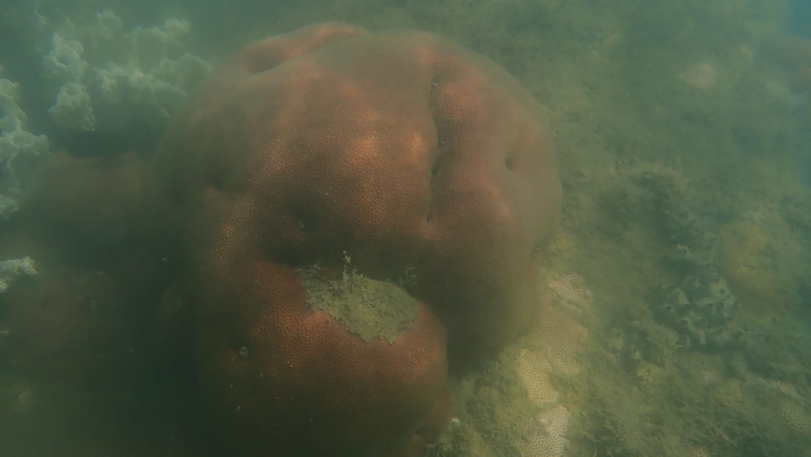 Atlántico-Colombia: Confirmada la presencia de ecosistemas coralinos. Siderastrea sidérea