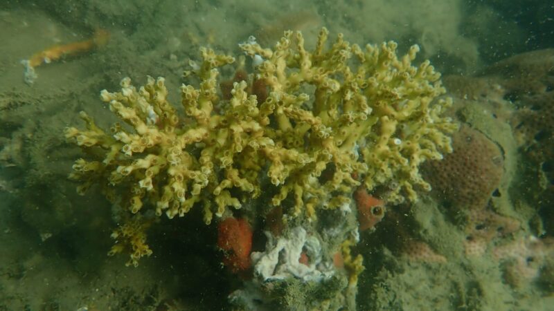Atlántico-Colombia: Confirmada la presencia de  ecosistemas coralinos