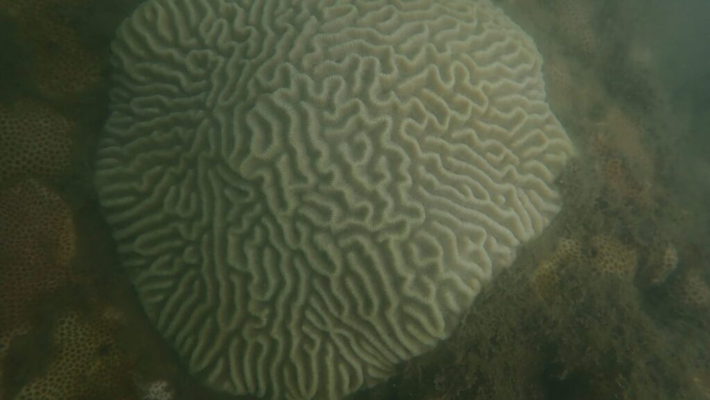 Atlántico-Colombia: Confirmada la presencia de ecosistemas coralinos. Pseudodiploria strigosa
