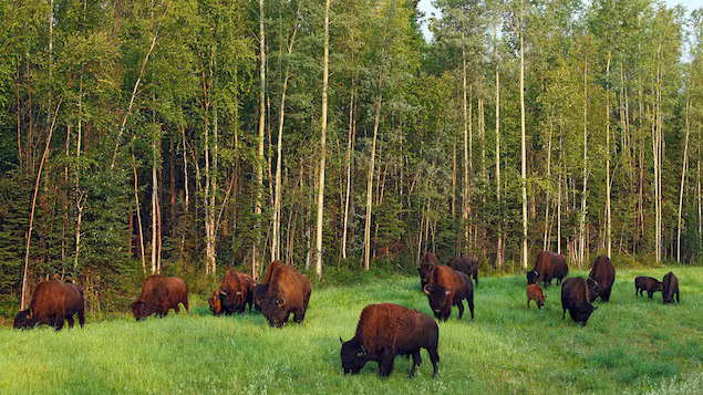 Canadá: inicia proyecto genético para bisontes