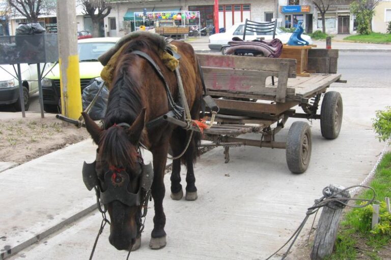 La noble fuerza del burro beneficia tanto al humano como a los ecosistemas. En Colombia, la circulación de los carros de tracción animal está prohibida por la Ley 2138 de 2021. Hasta la fecha el cumplimiento de esta Ley sigue siendo todo un desafío
