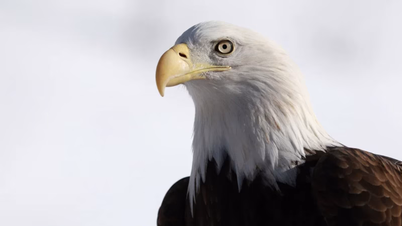 El águila calva ahora es el ave nacional de los Estados Unidos