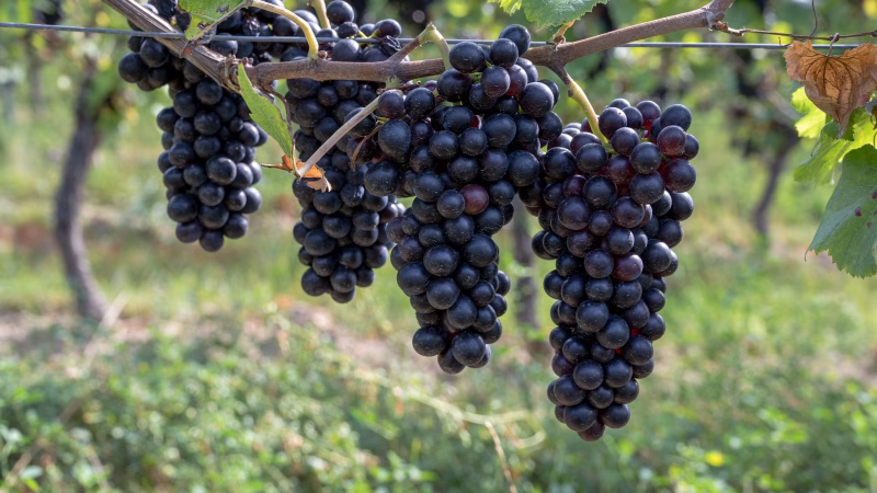 El vino de la uva spätburgunder: apetecido  para celebrar
