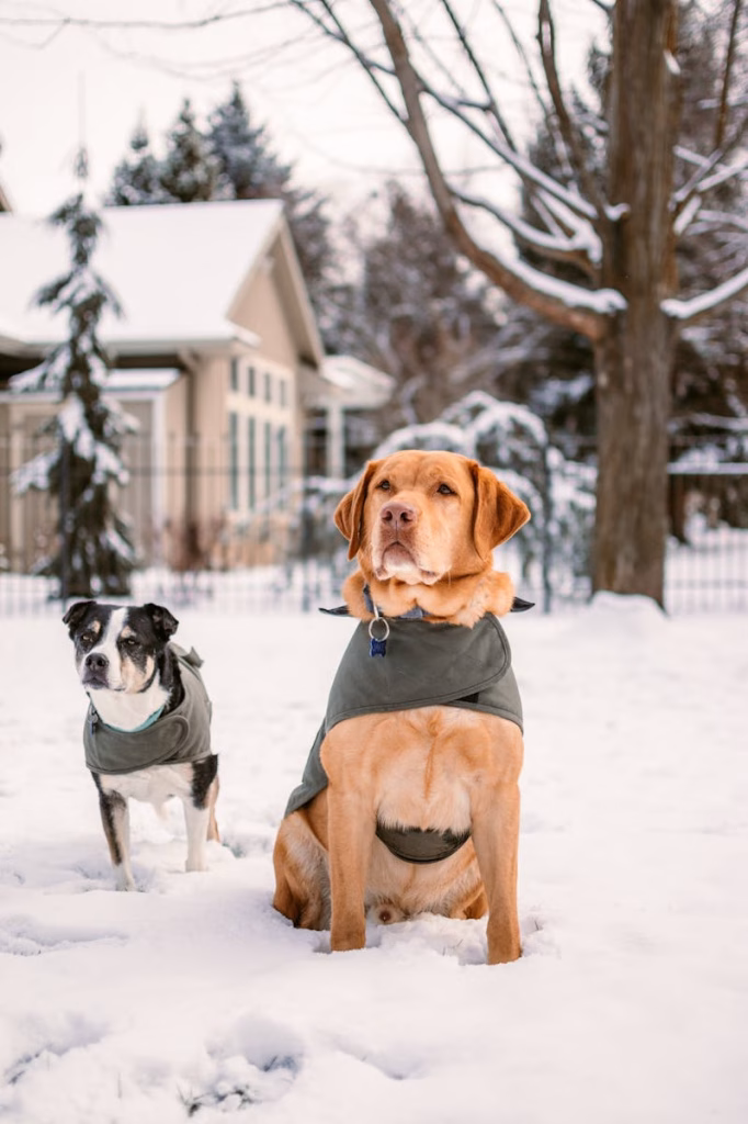 Proteja a su mascota de la ola de frío en Canadá. Foto: Foto de Ryan Leeper: