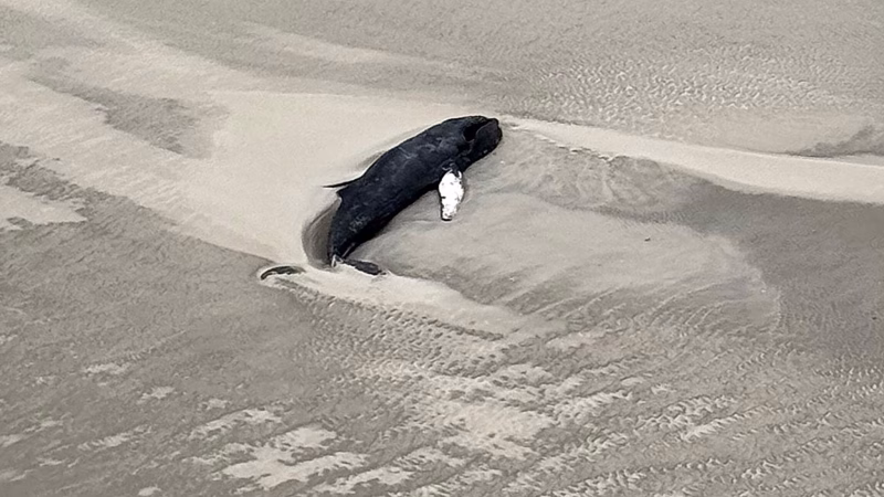 Ballena jorobada fue hallada muerta en isla del Mar del Norte