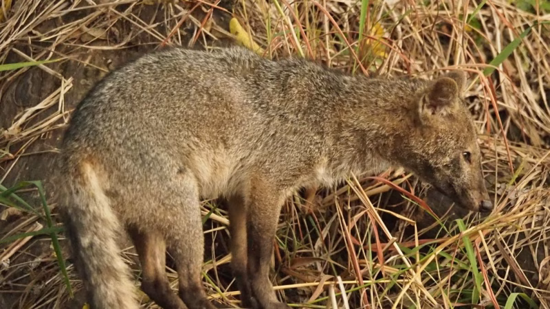 Alerta por casos de rabia silvestre en el Magdalena