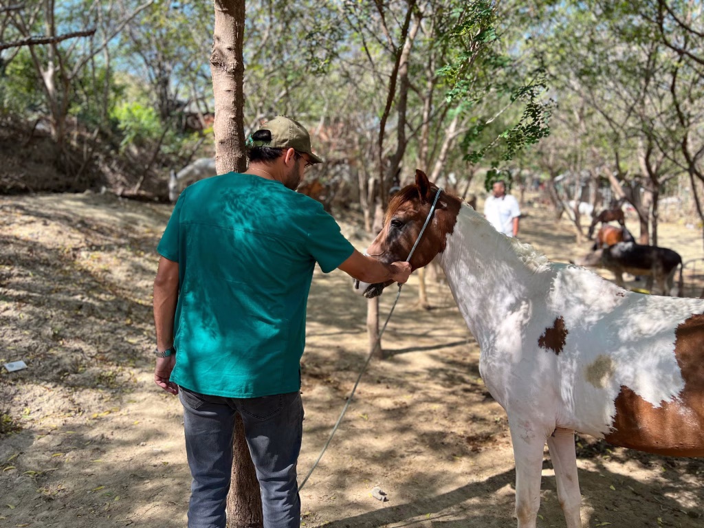 Barranquilla: Equinos rescatados listos para ser adoptados por familias que les brinden amor