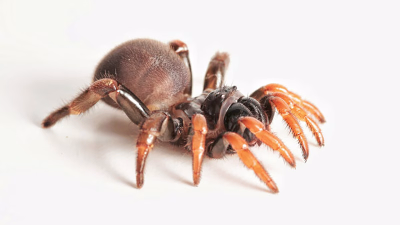 Actinopus embera: Una nueva araña en el Caribe colombiano