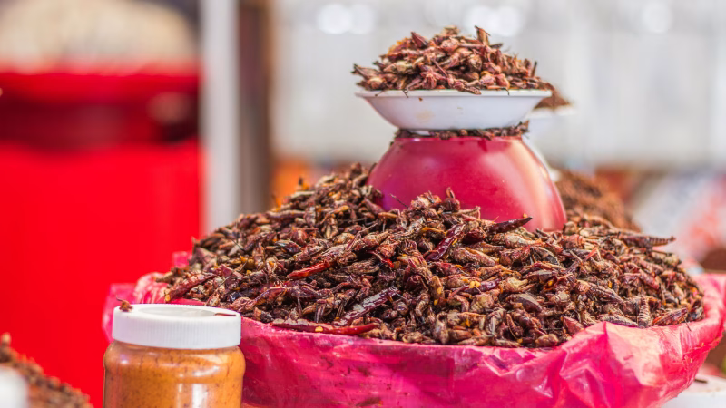 Revolución alimentaria: curiosidad por los insectos en Alemania