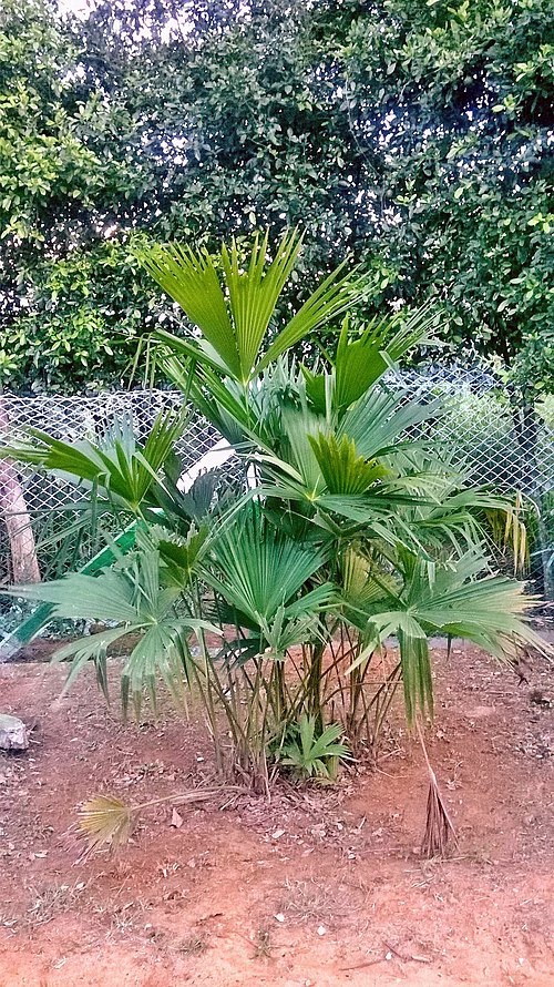 Colombia previene tráfico ilegal de especies en Semana Santa. La elaboración de ramos con la palma de iraca, impacta negativamente el entorno (Carludovica palmata)