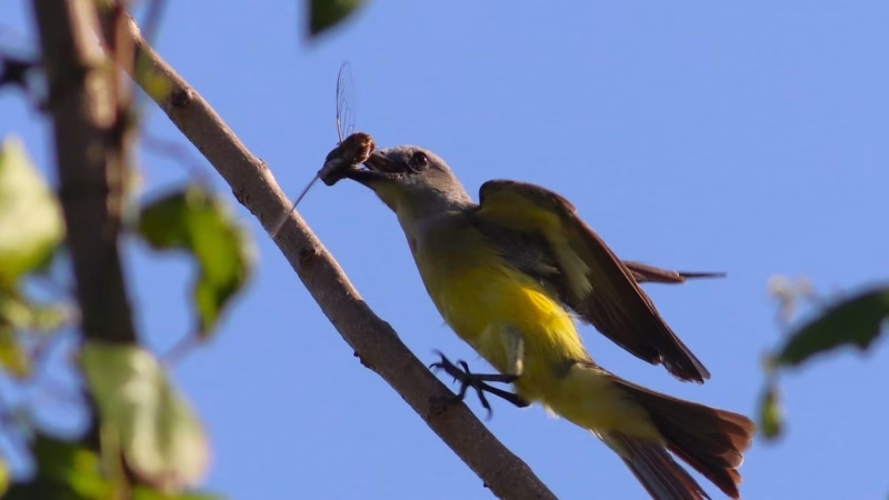 35 especies de aves fueron registradas en Uninorte en el Global Big Day