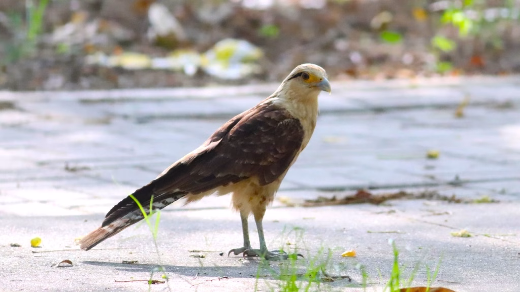 Especies de aves en Uninorte: 35 registradas durante el Global Big Day, Foto: Caracara Chimachima (Daptrius chimachima) Crédito: Uninorte
