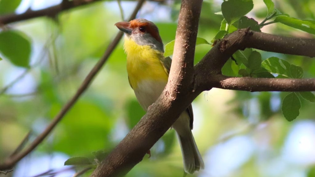Aves en el Global Big Day Uninorte. Vireón Cejas Canela avistada en el bosque seco tropical de Uninorte