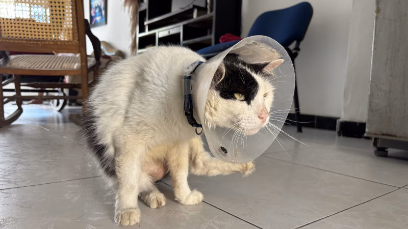 El Centro de Bienestar Animal cumple dos años de compromiso con los animales de Barranquilla