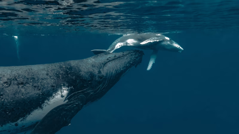  Guardianes del océano: defensa y protección de ballenas y delfines