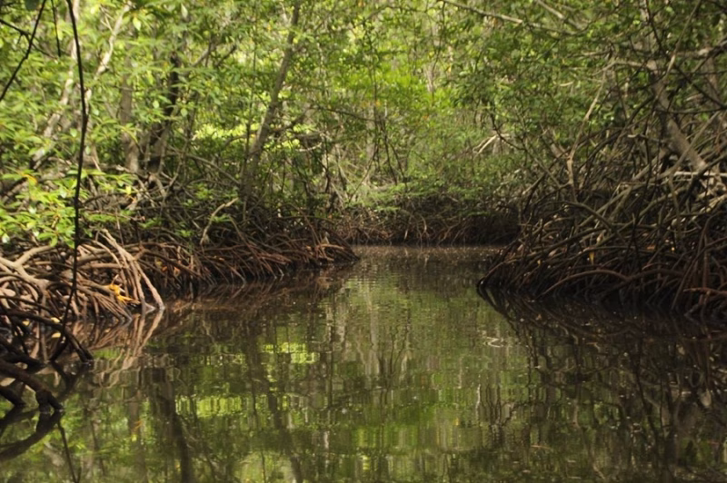 Manglares en Colombia: ecosistemas clave para la resiliencia costera mundial