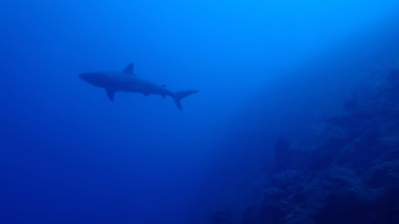 Colombia reafirma su compromiso en la conservación de tiburones