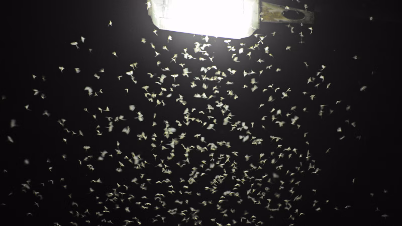 Innovación lumínica en Alemania para salvar a los insectos