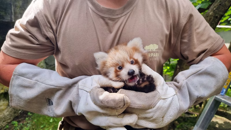 Dos pandas rojos llegan al mundo en el Tierpark Berlín