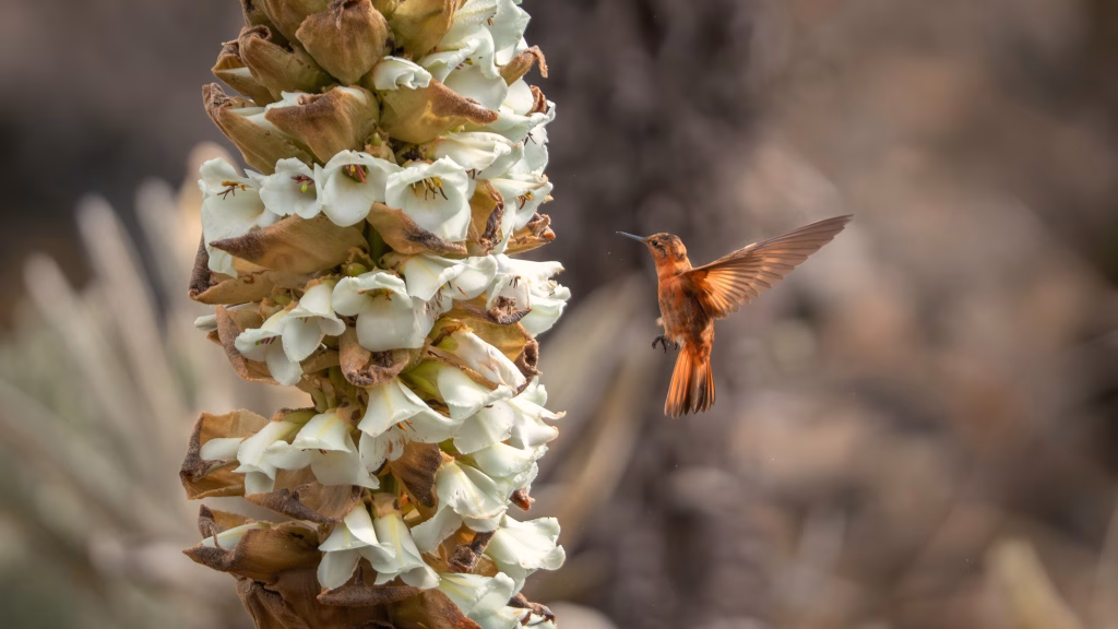 El Cocuy: Donde la montaña habla y el colibrí canta. Foto: colibrí paramuno (Aglaeactis cupripennis) de Danilo Arenas: Parques Nacionales