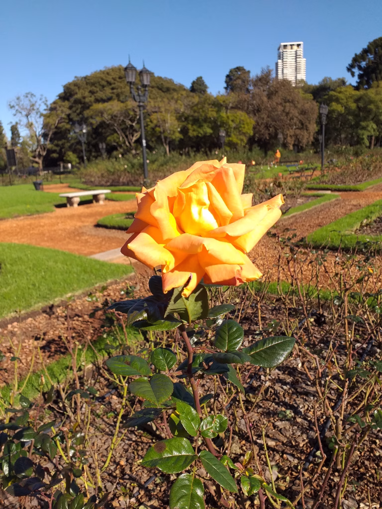 Secretos naturales para un jardín en flor todo el año