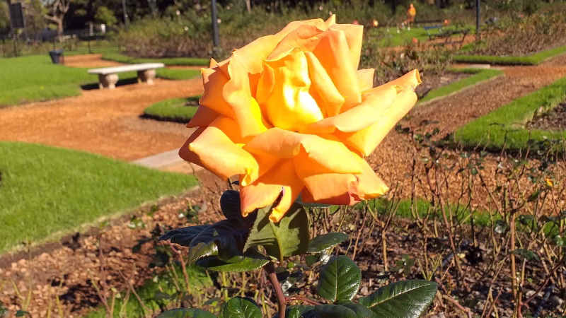 Secretos naturales para un jardín en flor todo el año