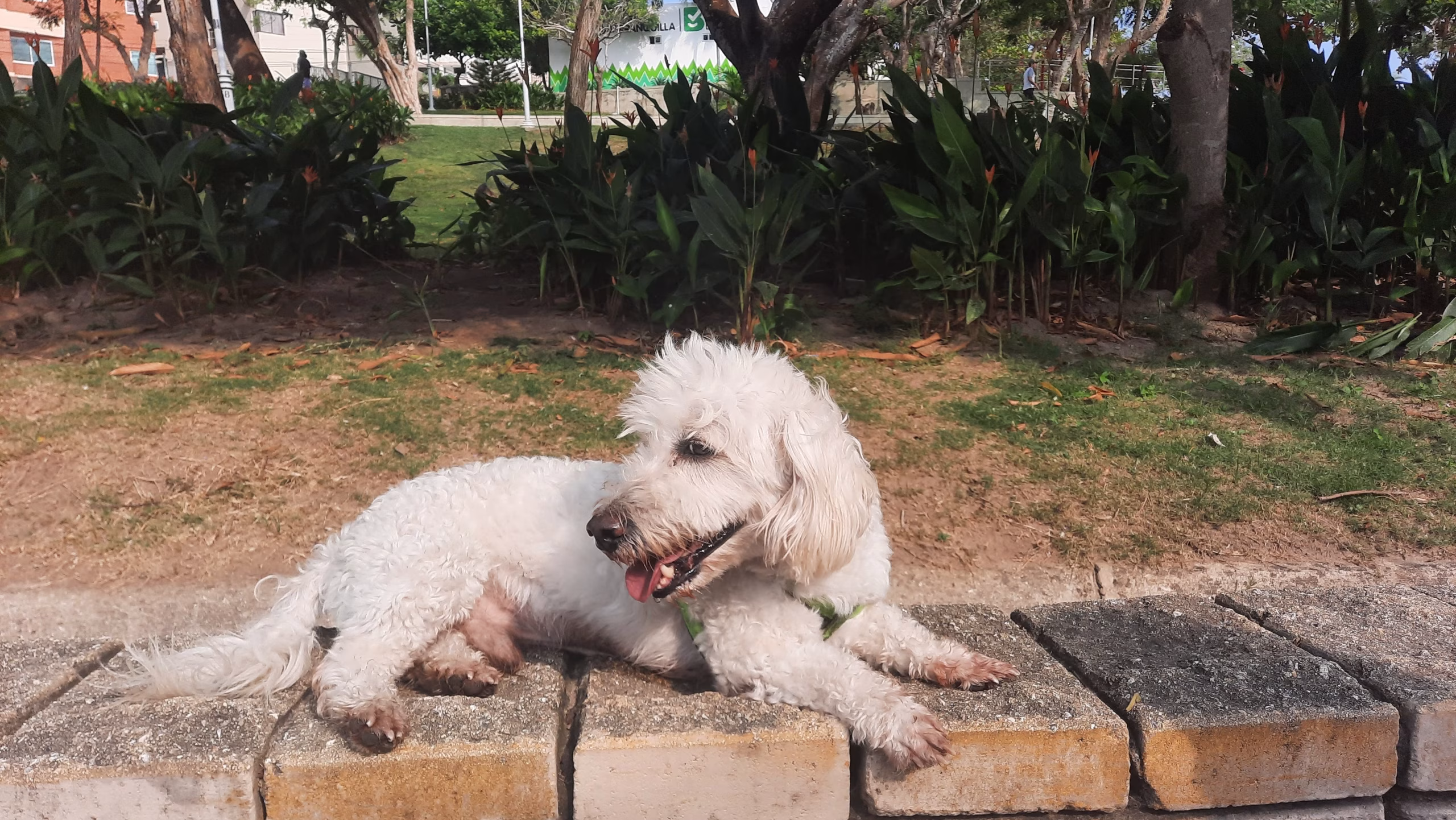 Barranquilla lanza alerta por el bienestar de las mascotas en las fiestas de Año Nuevo