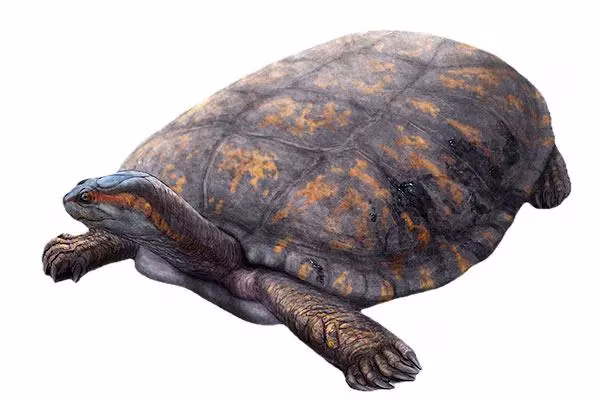 Shakiremys colombiana: La tortuga prehistórica descubierta en la Tatacoa