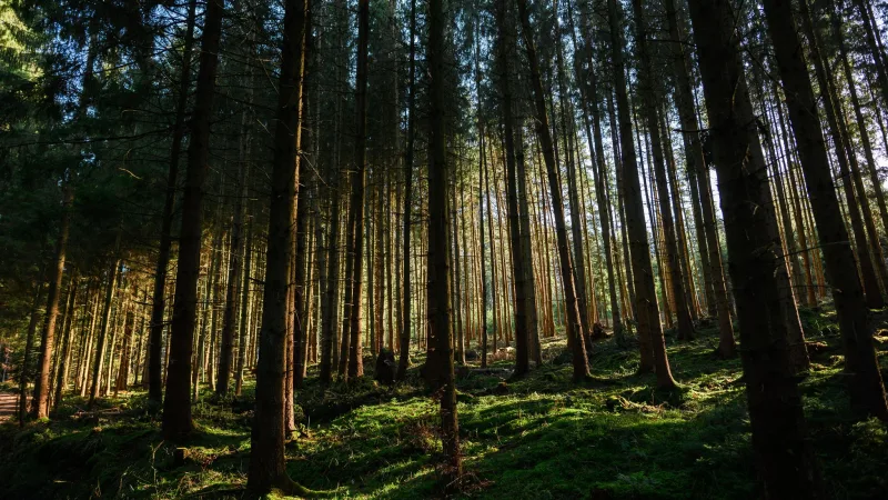 Solo uno de cada cinco árboles está sano: las sequías siguen golpeando los bosques de Alemania
