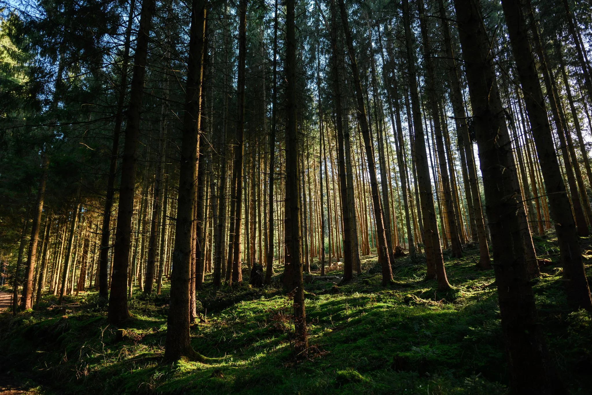 Solo uno de cada cinco árboles está sano: las sequías siguen golpeando los bosques de Alemania