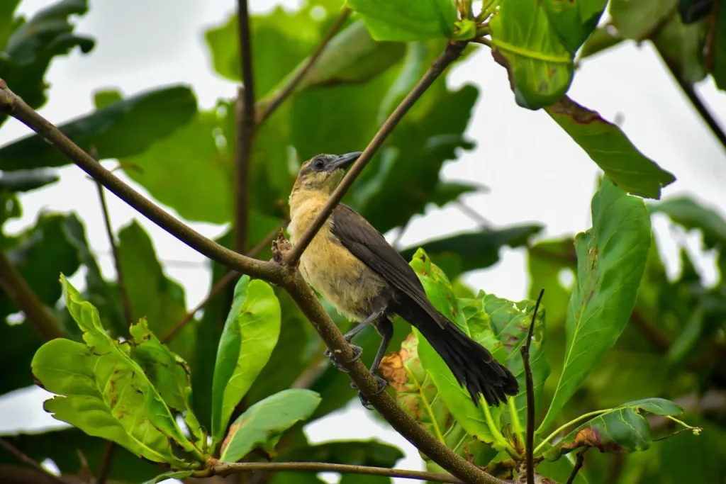 Ave pequeña posada entre hojas verdes en un entorno natural que refleja la biodiversidad urbana de Barranquilla