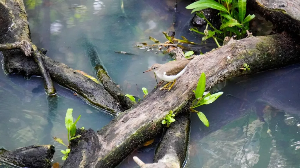 Ave pequeña posada sobre un tronco en el agua dentro de un ecosistema natural que refleja la biodiversidad urbana de Barranquilla